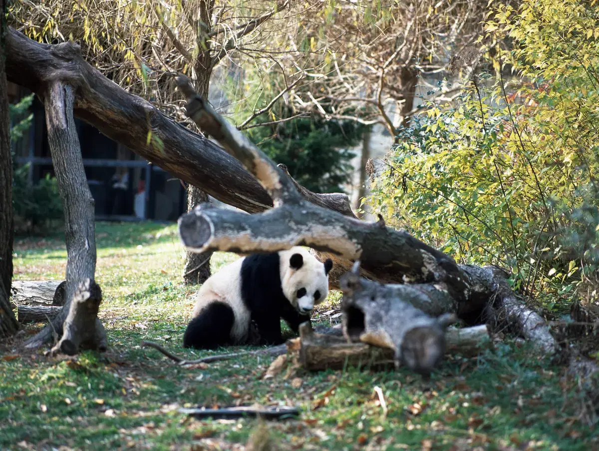 A giant panda in its outdoor habitat at the Smithsonian's National Zoo, Washington, D.C.