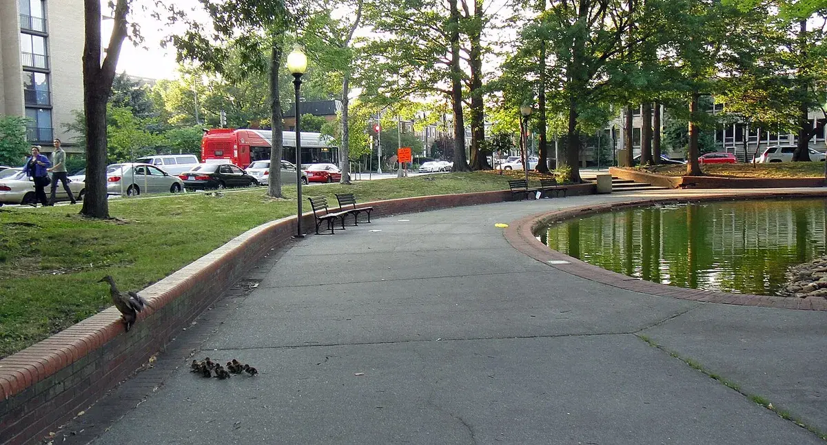 A mother duck and her ducklings on the brick-edged path beside the Southwest Duck Pond, Washington, D.C.