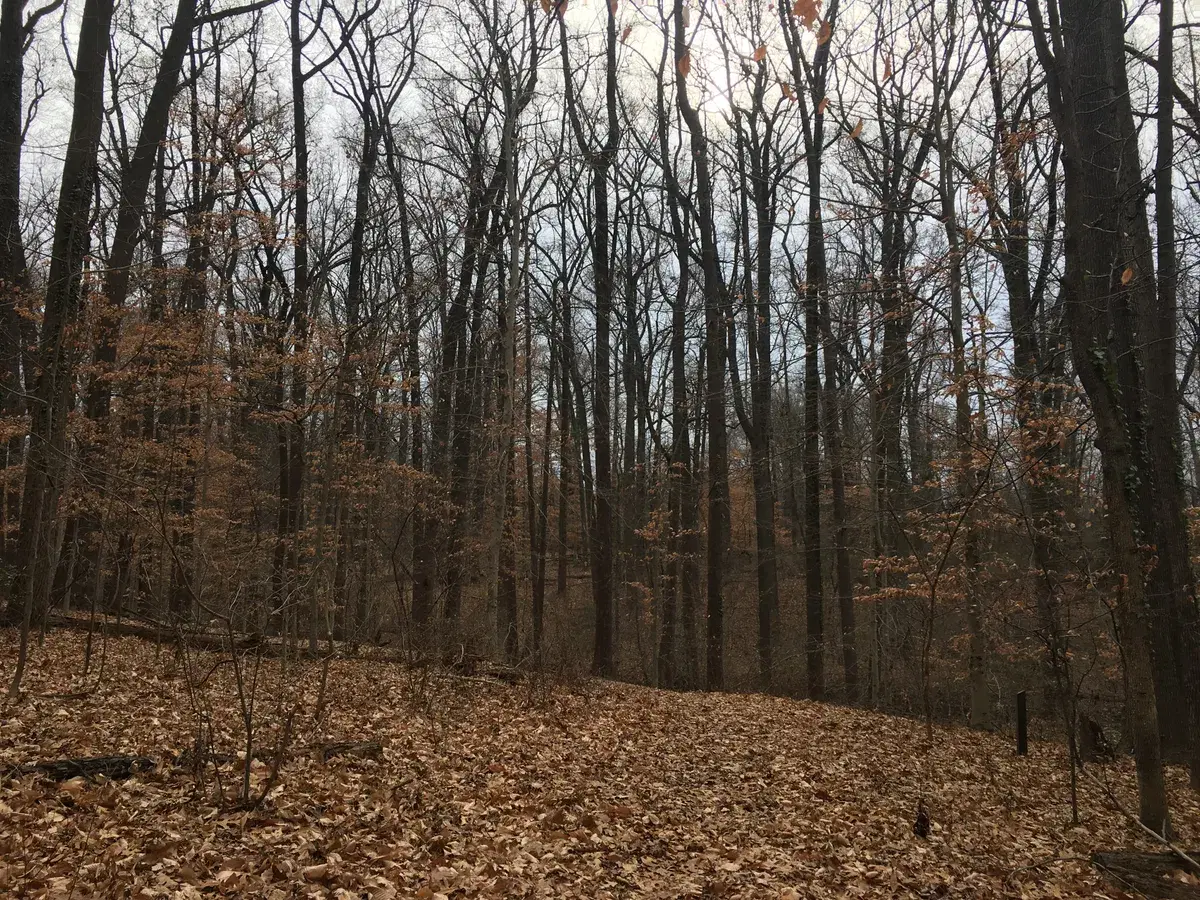 Tall hardwoods on a leaf-covered slope in Fort Dupont Park in winter