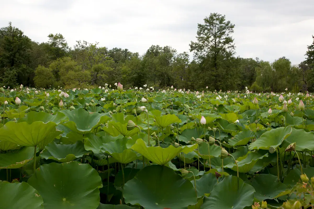 A pond filled with lotus leaves and pink blooms at Kenilworth Aquatic Gardens