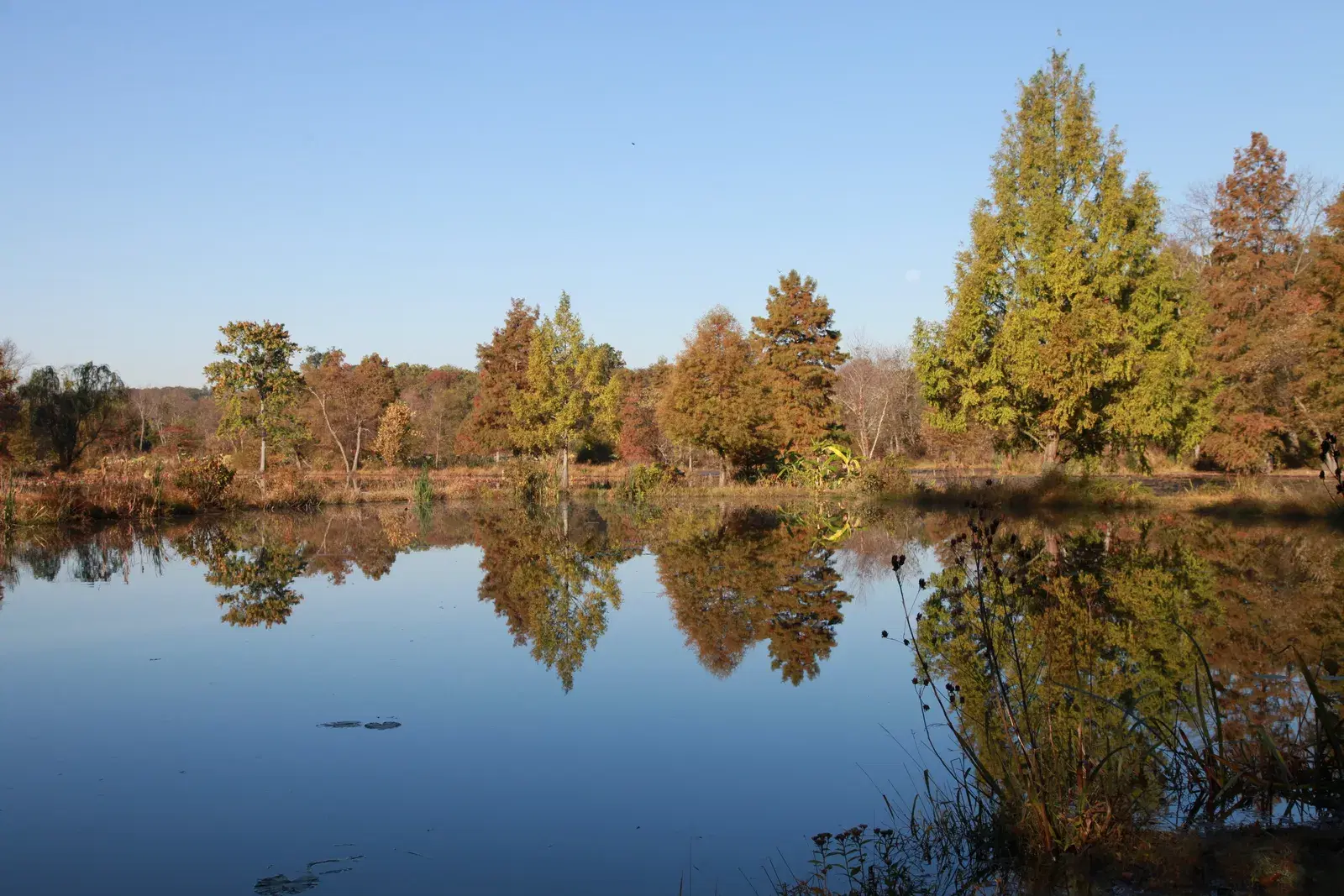 Bald cypress trees in early fall color reflected in a still pond at Kenilworth Aquatic Gardens