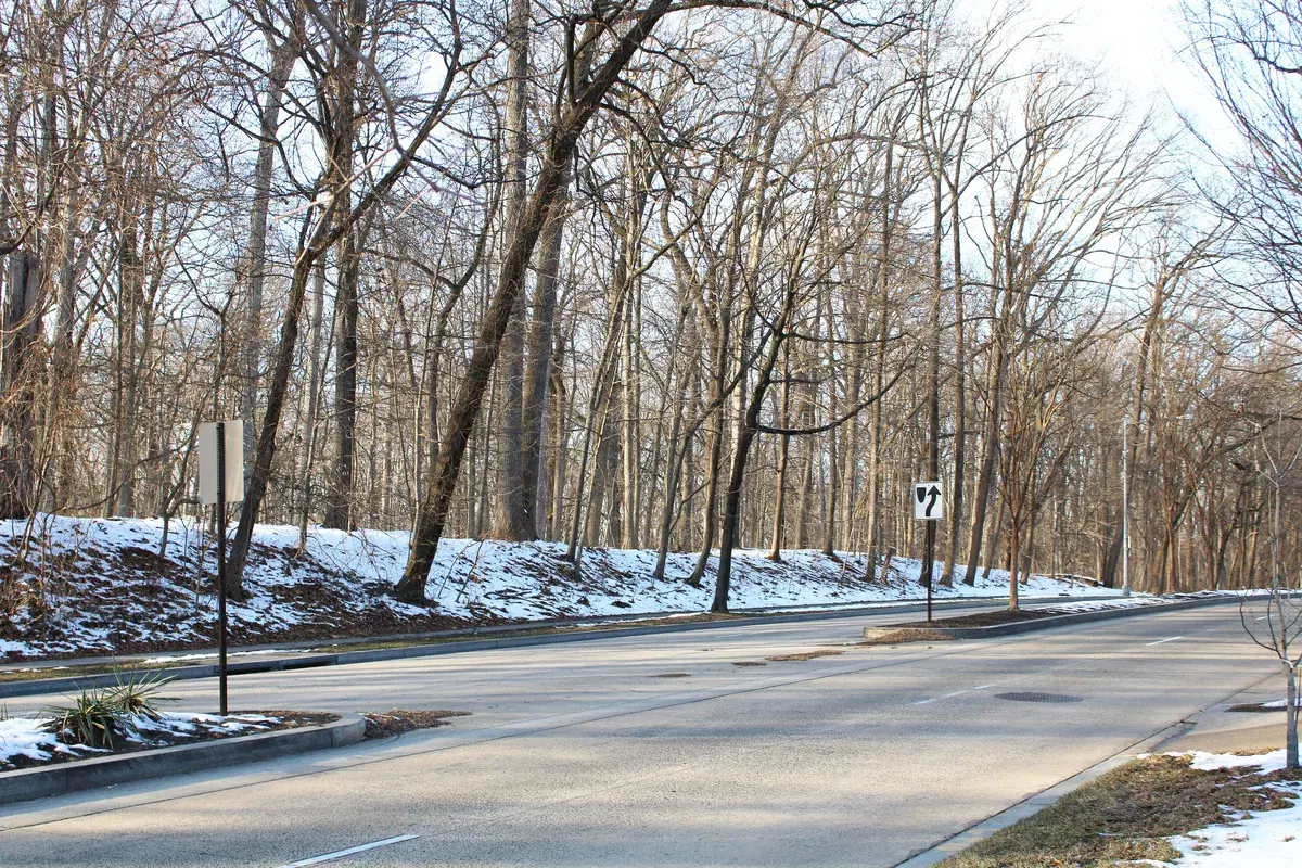 Wooded slope of Rock Creek Park beside 16th Street NW in winter