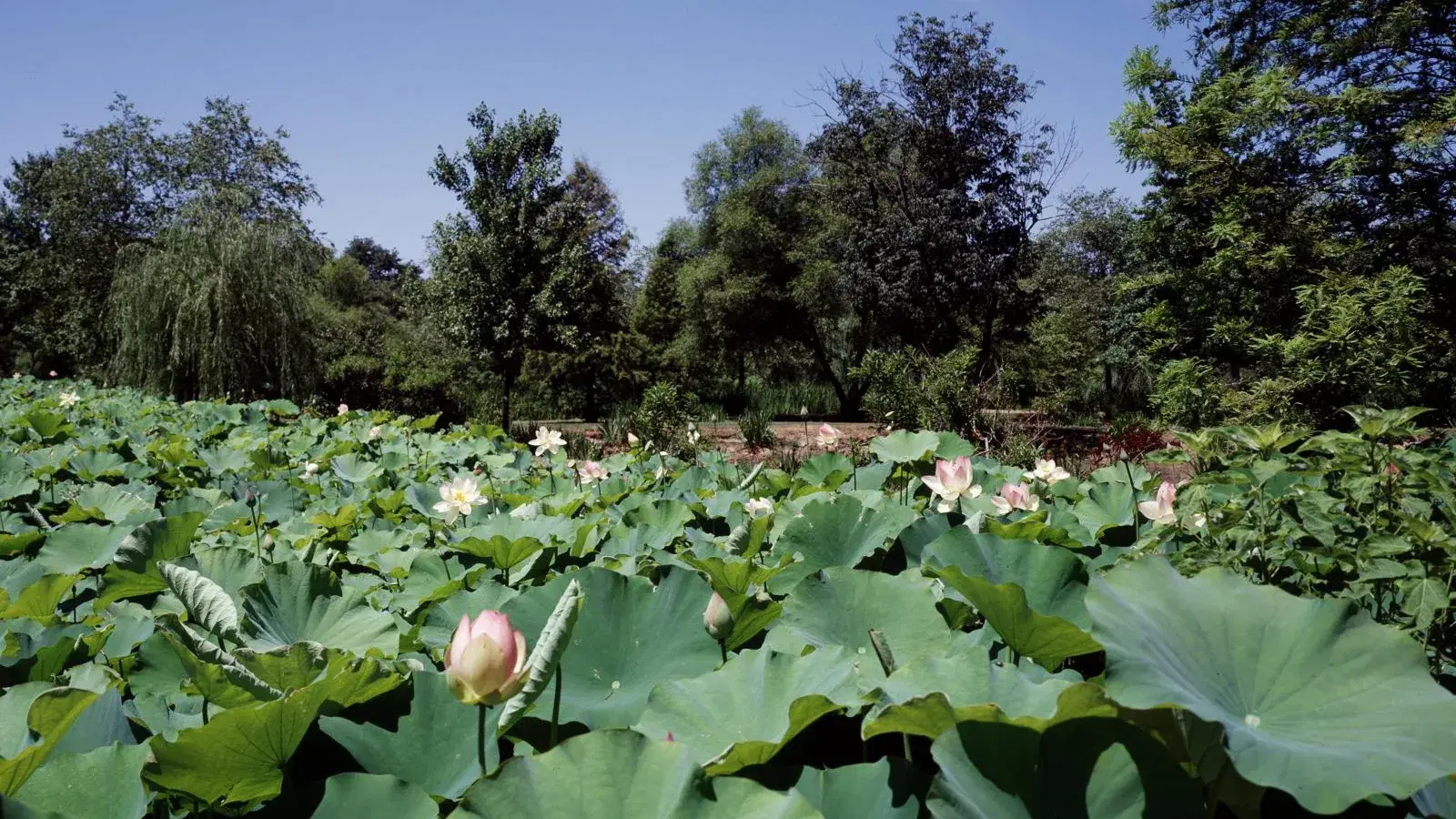 Lotus beds in bloom at Kenilworth Park and Aquatic Gardens, near Deanwood in northeast Washington, D.C.