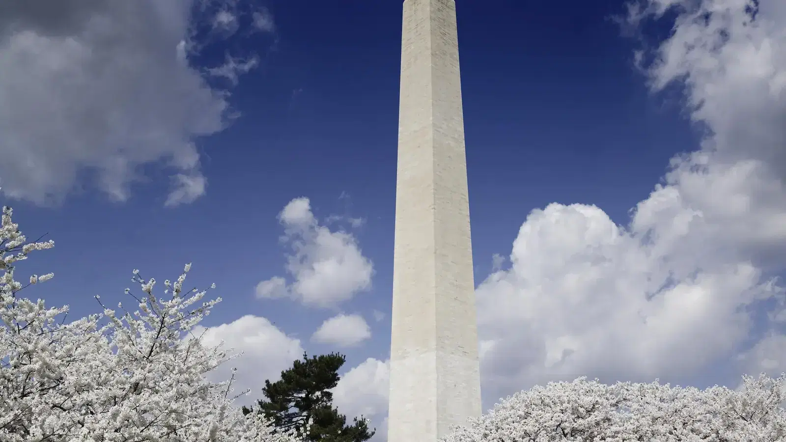 The Washington Monument framed by cherry blossoms.