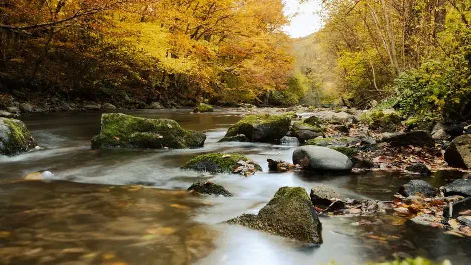 Creek through deciduous forest in autumn — generic eastern-woodland stream imagery plausibly consistent with Rock Creek (location not identifiable)