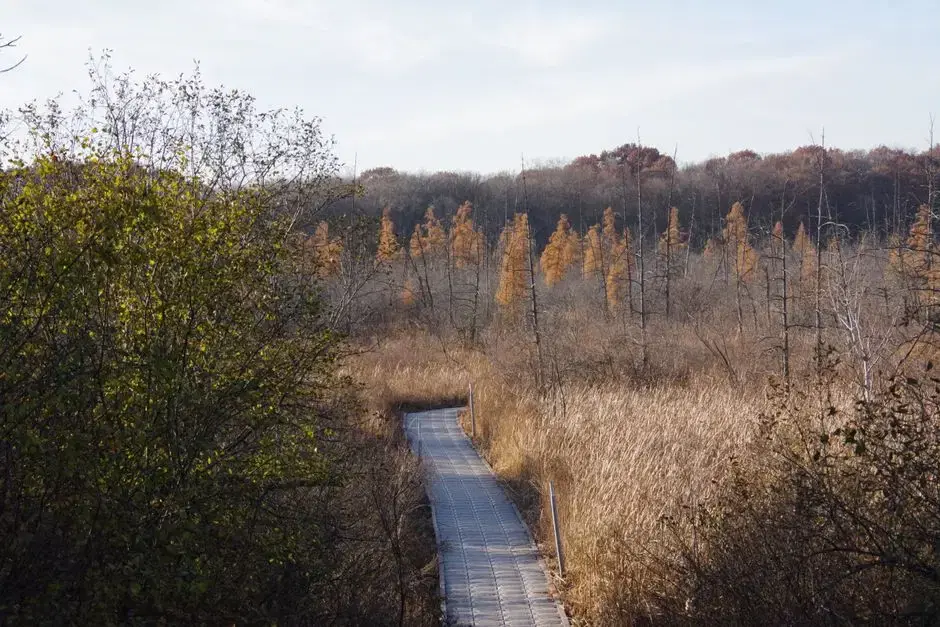 An autumn boardwalk winding through the wetlands of Anacostia Park, Washington, D.C.