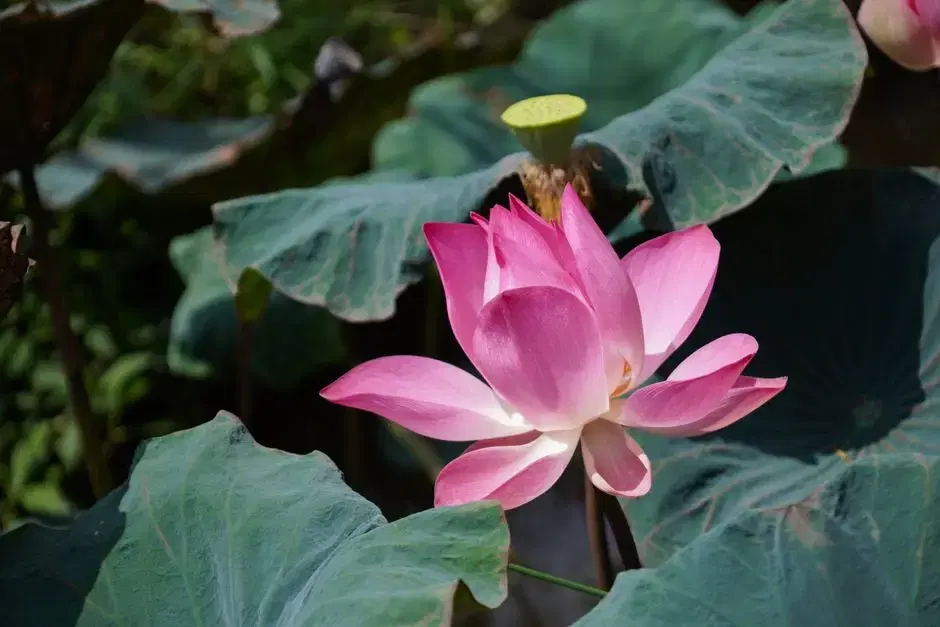 Pink lotus in full bloom close-up with seed pod and leaves - lotus IS what Kenilworth grows each July; honest per brief