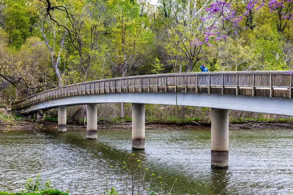 Wood-railed concrete footbridge over a calm river with redbud in bloom, by a DC photographer - matches the Kingman/Heritage Islands footbridges the card describes