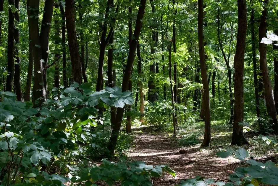 Sunlit path through dense deciduous hardwood forest — matches the 376-acres-of-forest theme without claiming a landmark