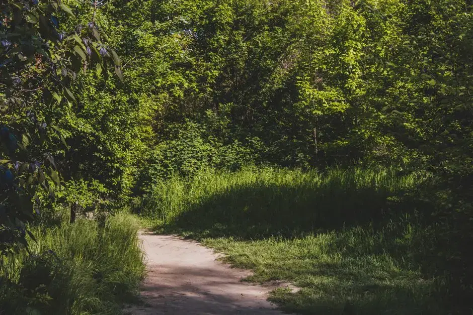 Sunlit dirt path through lush green deciduous woods; location-anonymous, plausibly reads as Fort Dupont's 400 acres of forest trails