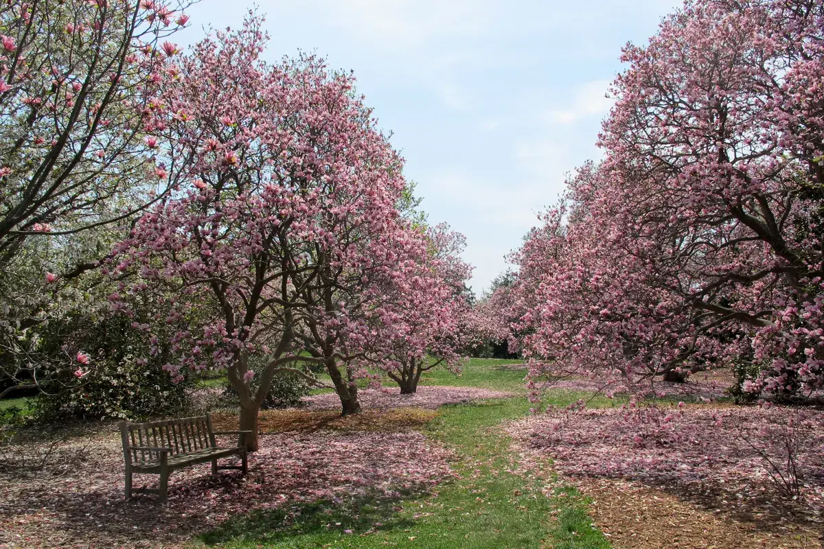 Rows of magnolia trees in pink bloom over a grass path, with a wooden bench under one of them