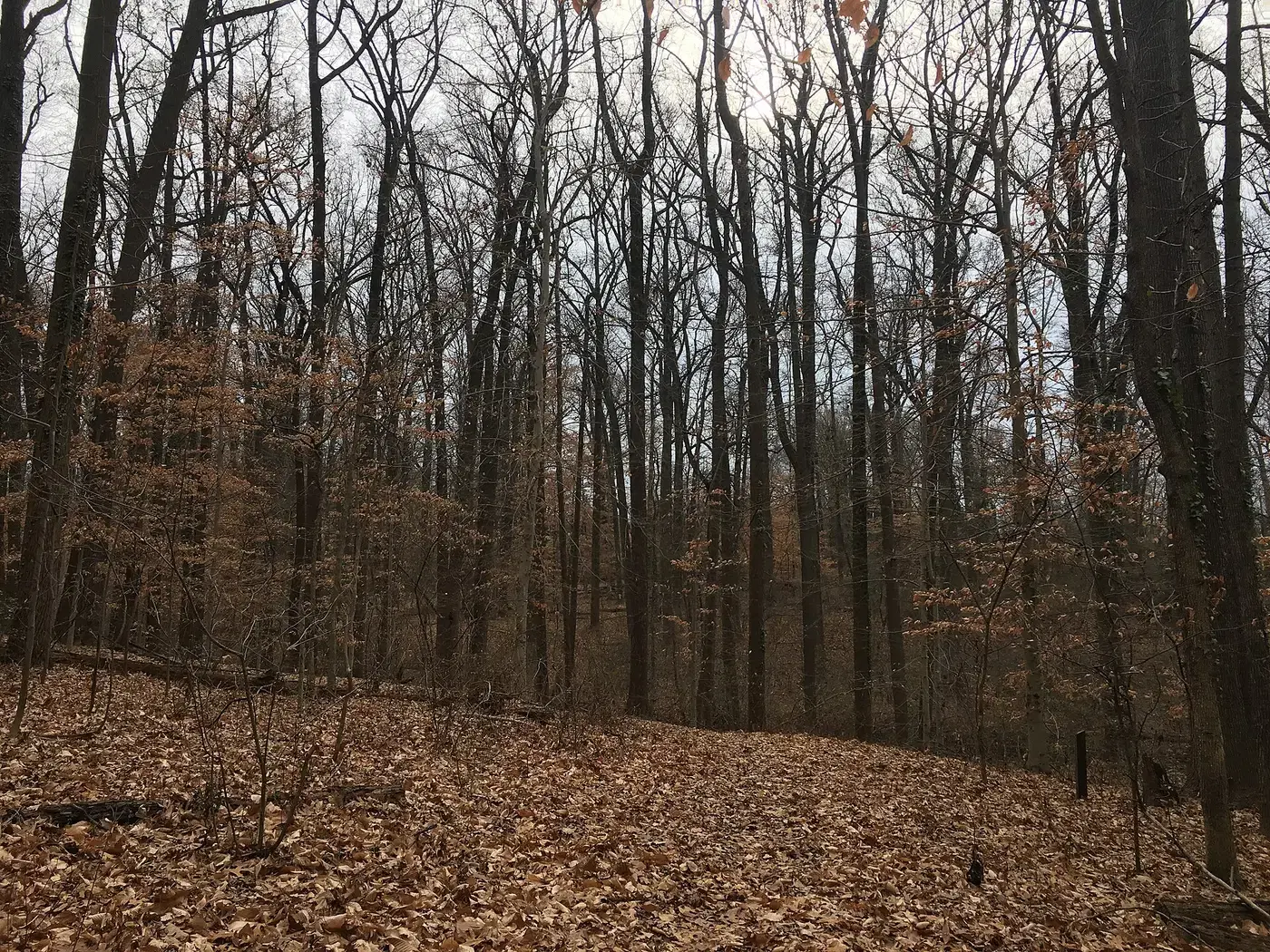 Bare winter trees and fallen leaves in the woods of Fort Dupont Park