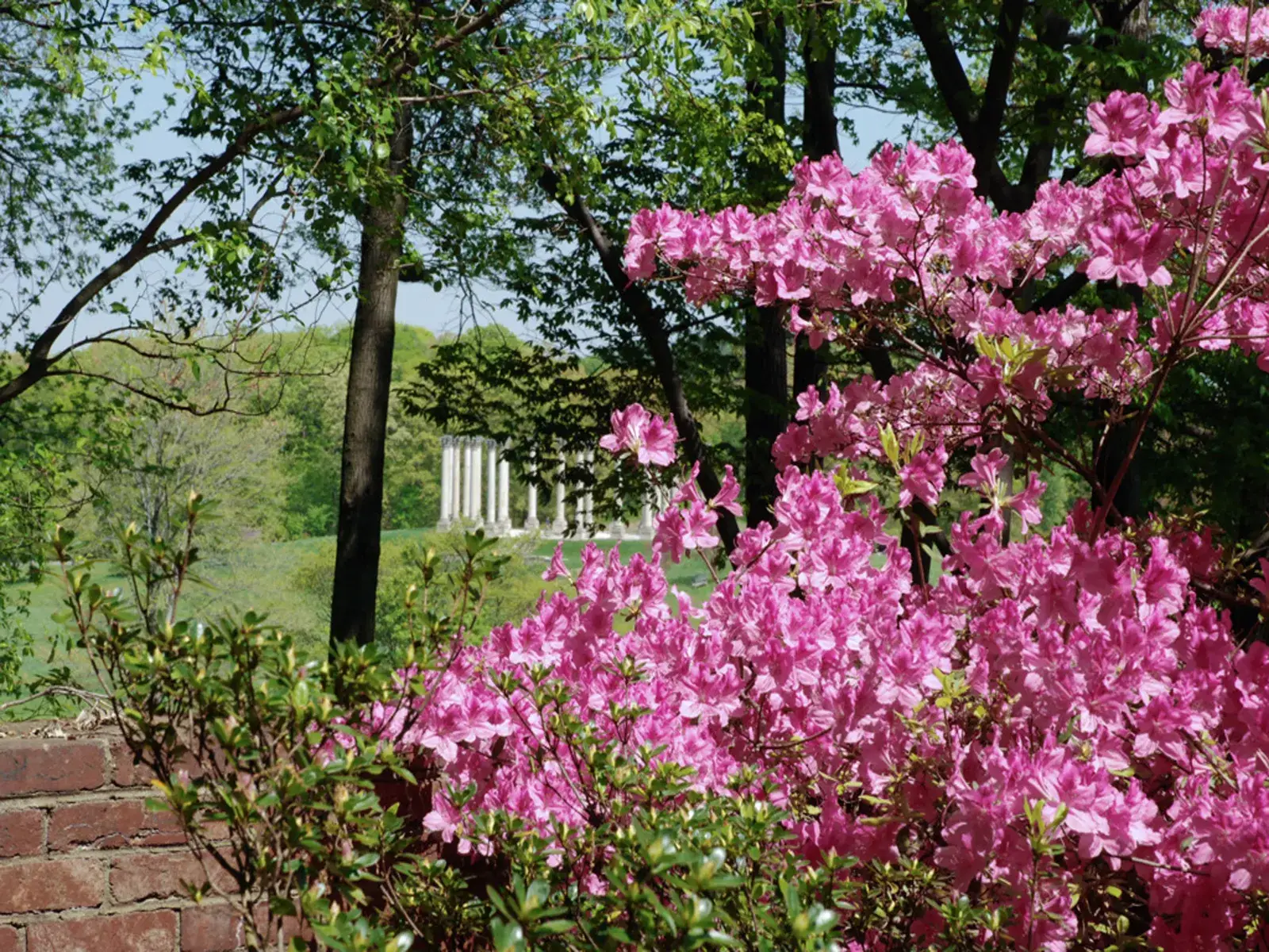Pink azaleas in bloom at the National Arboretum, with the Capitol Columns in the distance